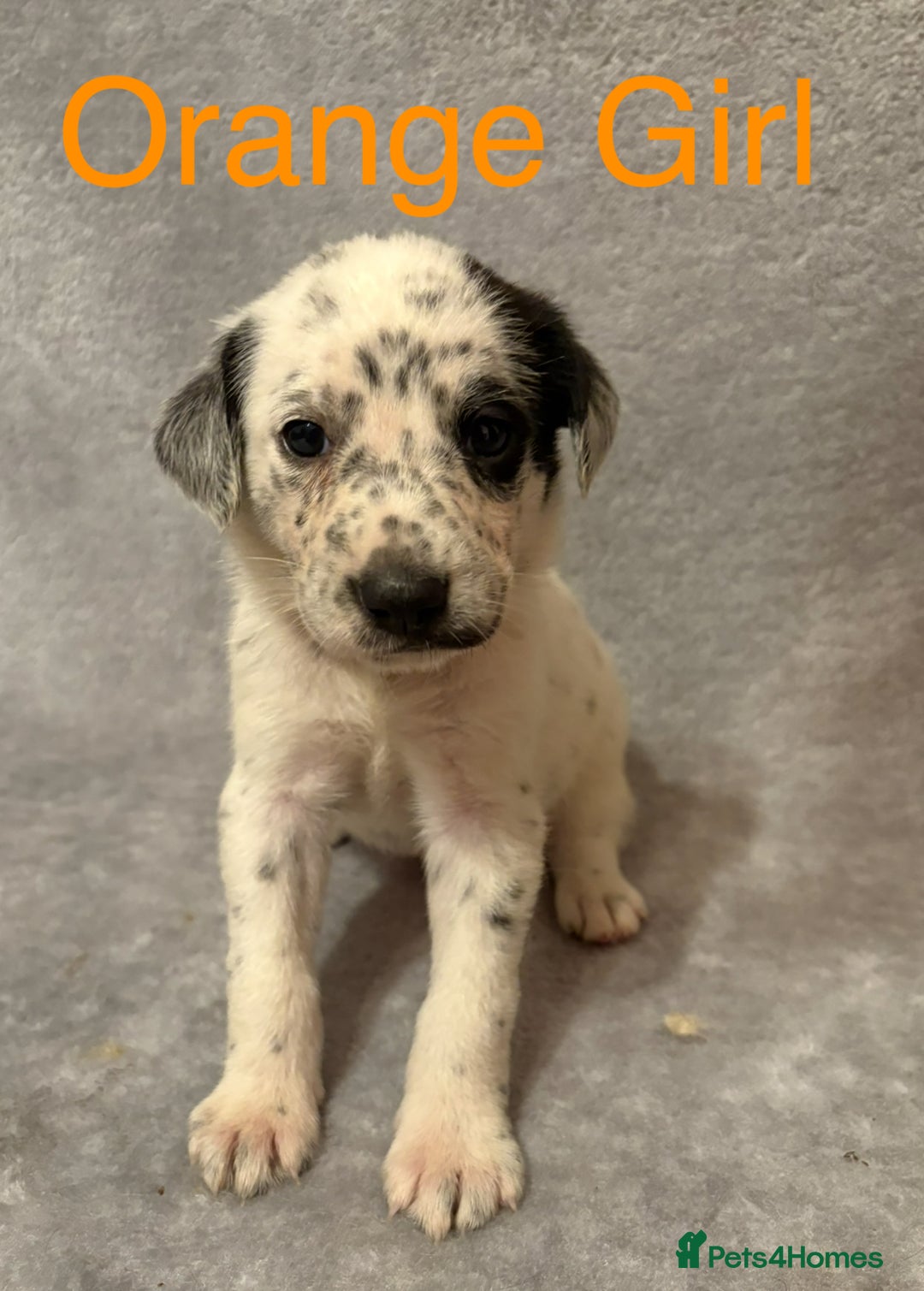 Mixed Breed dogs for sale: Pyrematian puppies - Advert 27