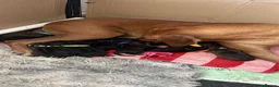 Mixed Breed dogs for sale: Rhodesian Ridgeback cross puppies in Coalville - Advert 11