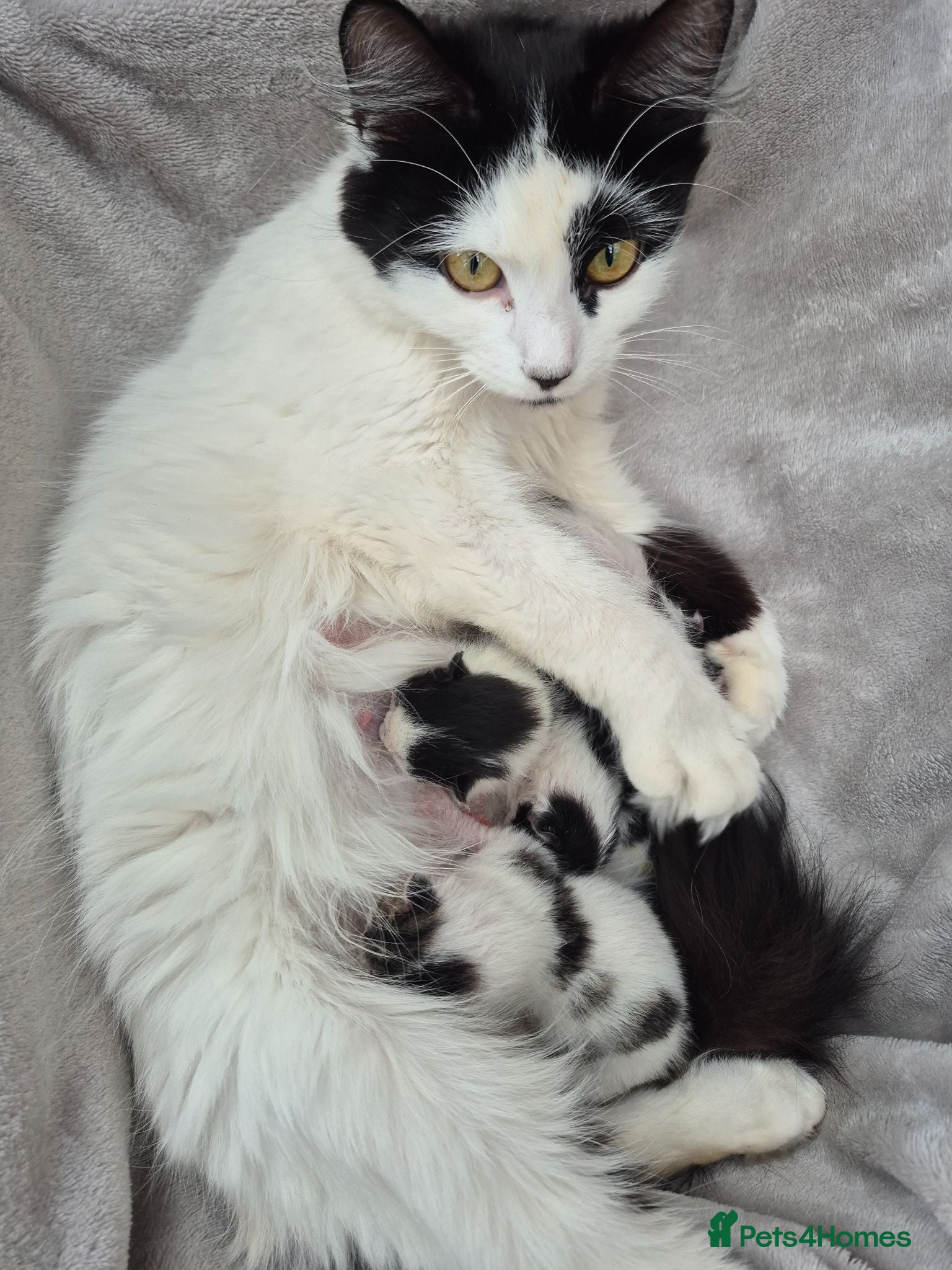 Mixed Breed cats Re-home my furry grand babies   - Advert 1