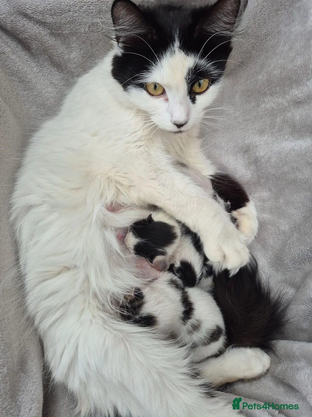 Mixed Breed cats for sale: Re-home my furry grand babies   - Advert 1