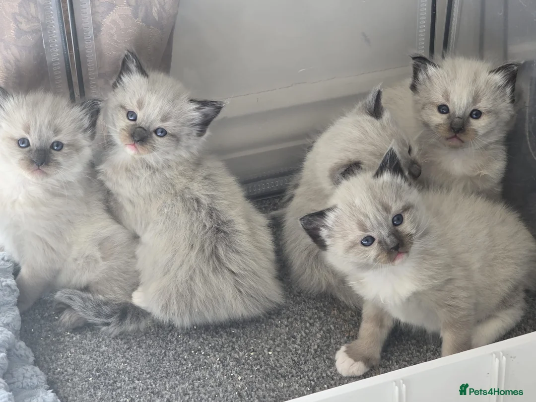 Ragdoll cats for sale: Stunning ragdoll babies - Advert 6