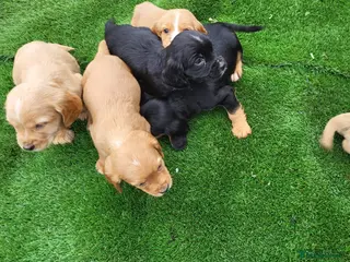 Cocker Spaniel dogs Cocker spaniel - Advert 8