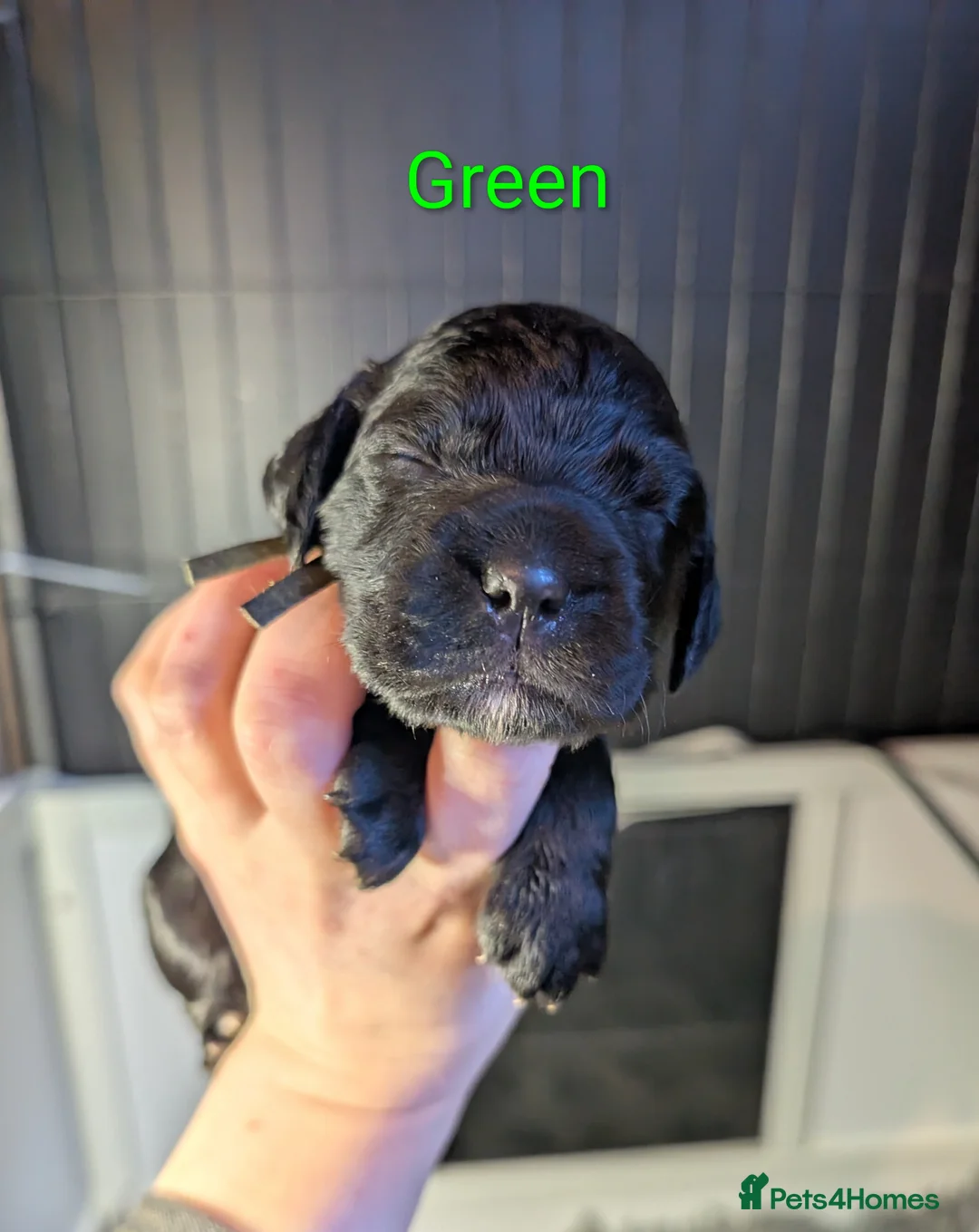 Cocker Spaniel dogs for sale: Our stunning cocker pups have arrived! - Advert 2