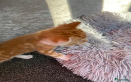 Mixed Breed cats for sale: Gorgeous long haired male female kittens - Image 8