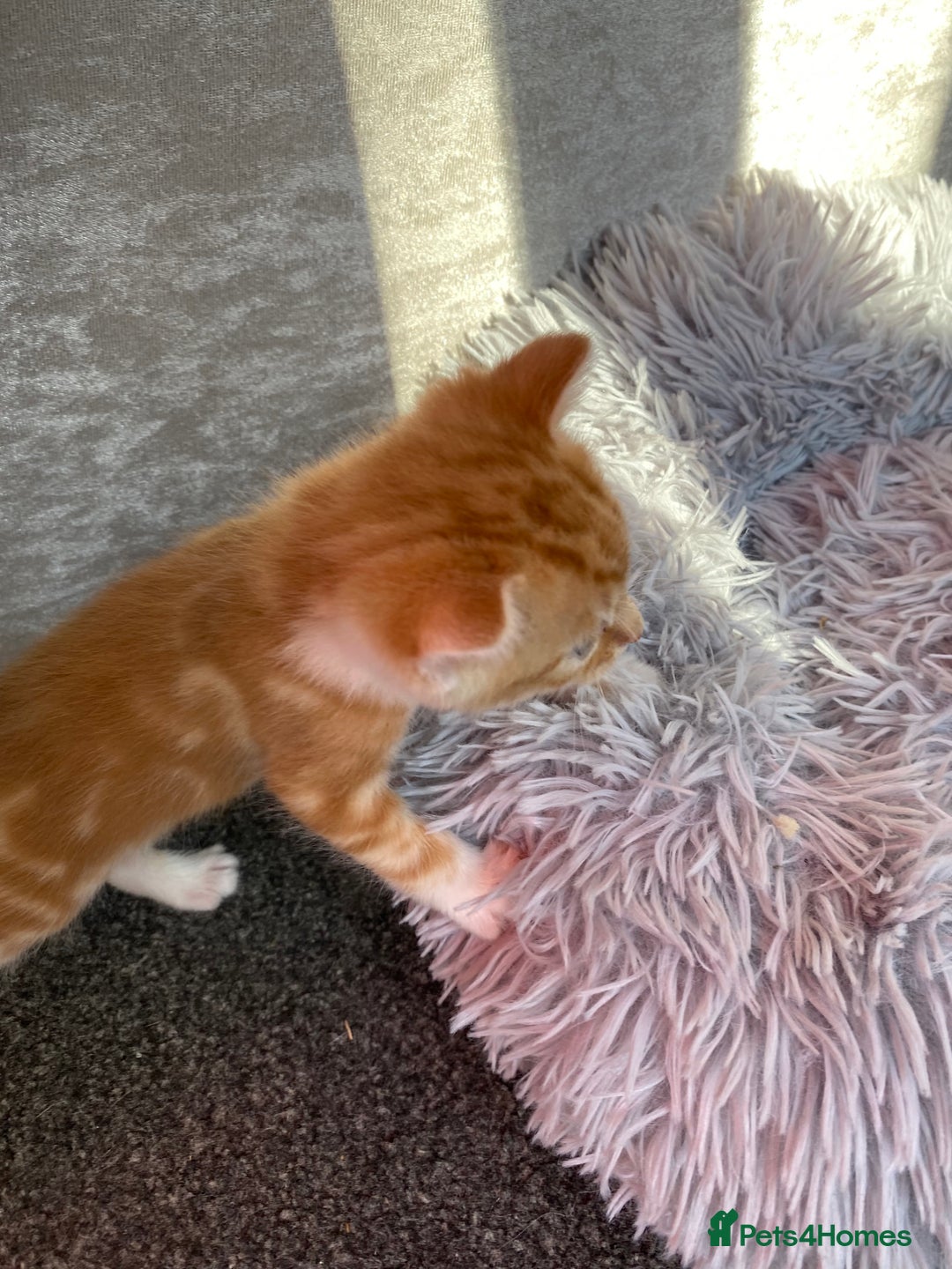 Mixed Breed cats for sale: Gorgeous long haired male female kittens - Image 8