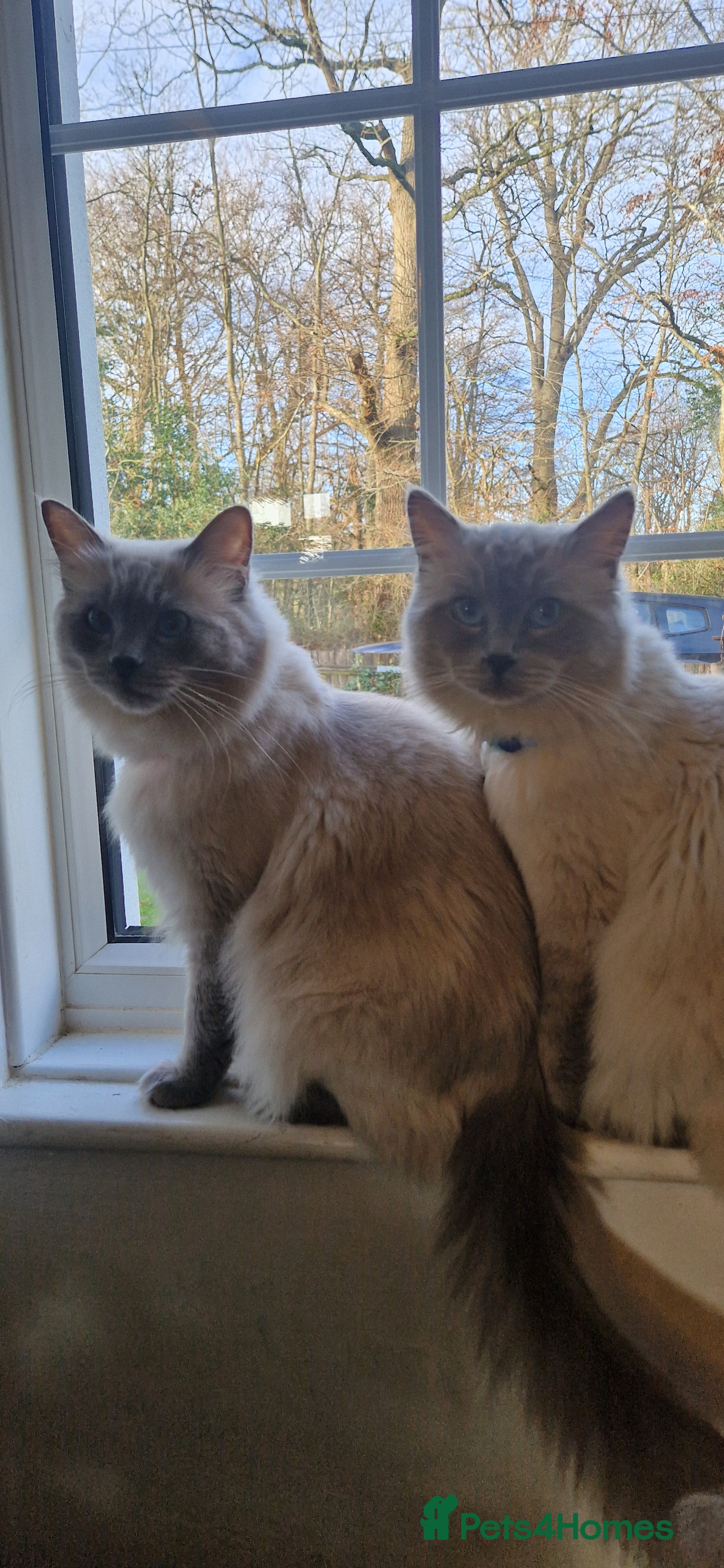 Ragdoll cats Pure Bred Ragdolls - Advert 1