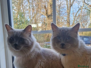 Ragdoll cats Pure Bred Ragdolls - Advert 1