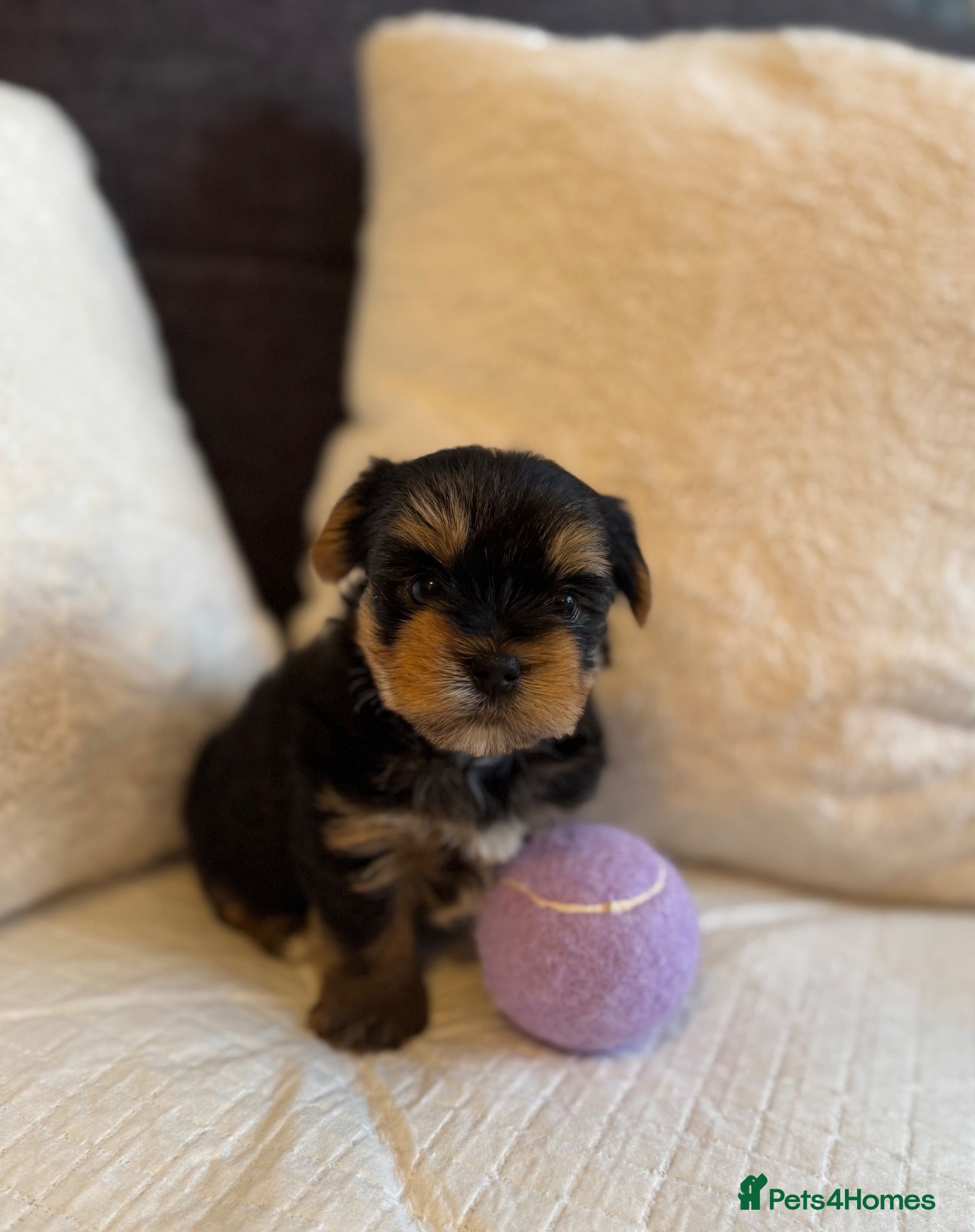 Yorkshire Terrier dogs Outstanding Pedigree Yorkshire Terrier Puppies ❤️ - Advert 2
