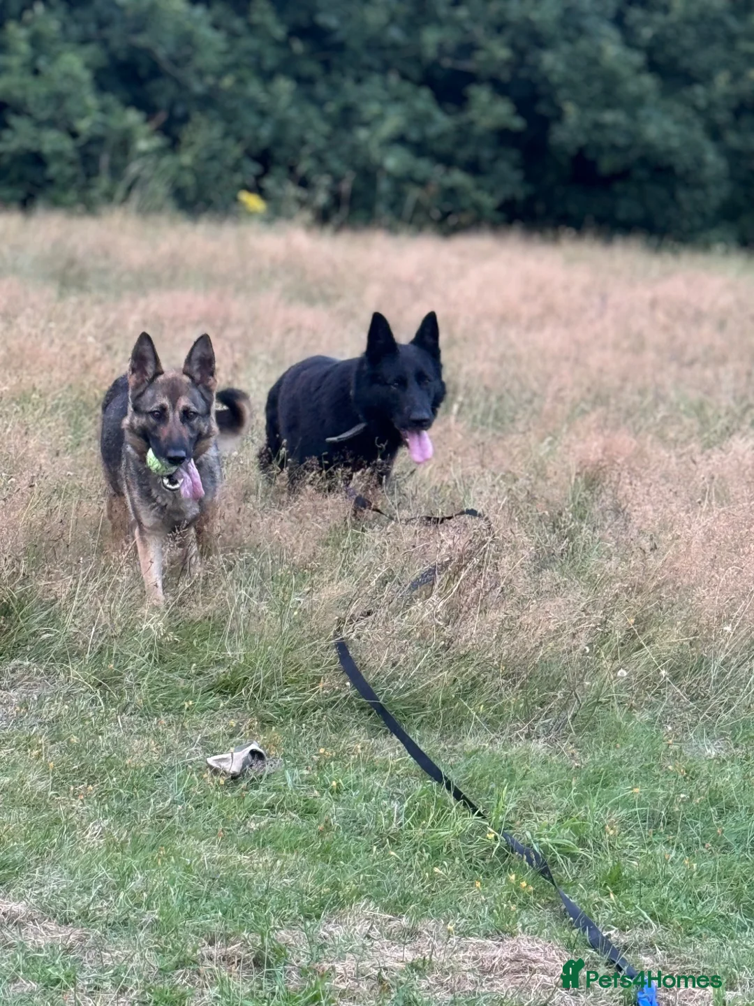 German Shepherd dogs for sale: 5 German shepherd puppy’s  - Advert 1