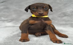 Dobermann dogs for sale: Kc Reg.European Blood lines Doberman Puppies - Image 10
