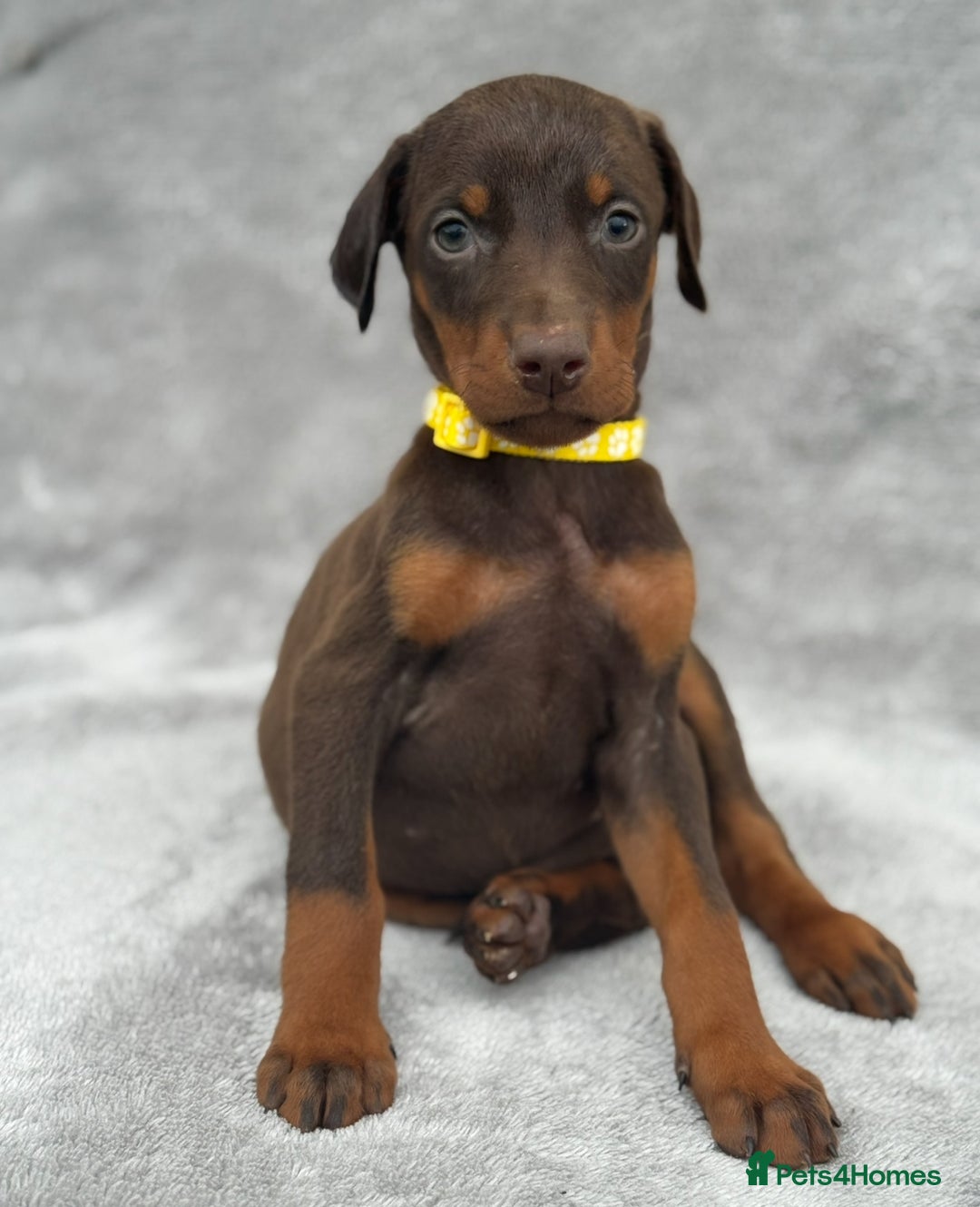 Dobermann dogs for sale: Kc Reg.European Blood lines Doberman Puppies - Image 10