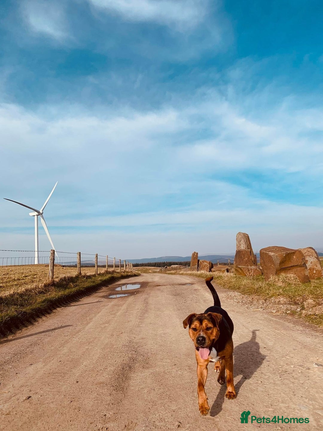 Mixed Breed dogs for sale: A beautiful litter of Rottweiler/staff/mastiffs - Advert 21