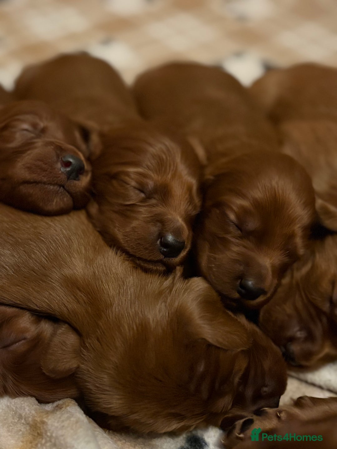 Irish Setter dogs for sale: ❤️🇮🇪Irish setter pups 🇮🇪 ❤️ - Advert 12