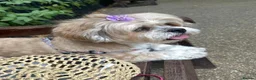 Lhasa Apso dogs for sale: Stormy  in London - Advert 12