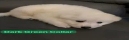 White Swiss Shepherd dogs for sale: 🏆 🏆 WORLD CHAMPION BLOODLINES KC WSS PUPS - Advert 5