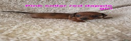 Miniature Dachshund dogs for sale: Beautiful short haired minature dauchshunds  - Advert 15