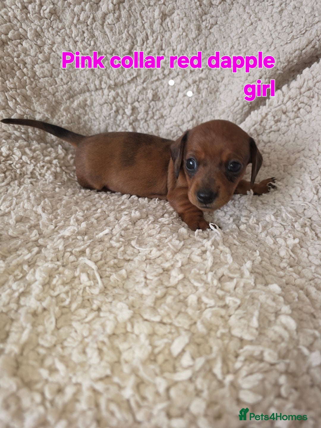Miniature Dachshund dogs for sale: Beautiful short haired minature dauchshunds  - Advert 15