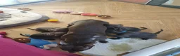 Staffordshire Bull Terrier dogs for sale: Champions blood line Blue Staffordshire Terrier - Advert 5