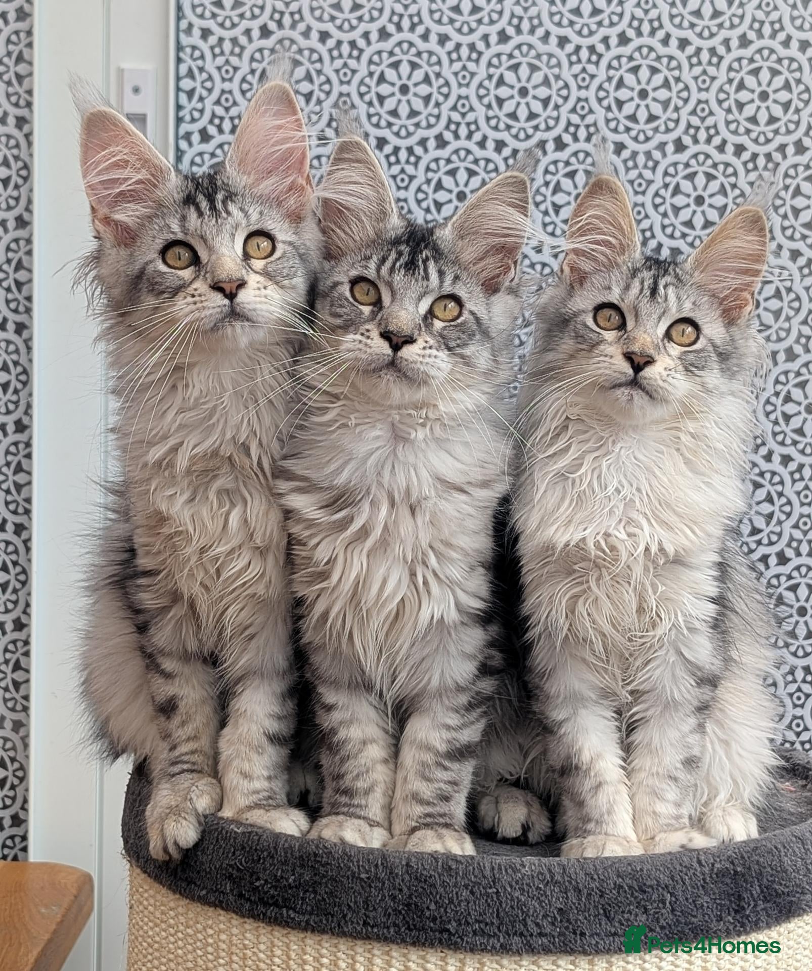 Maine Coon cats Stunning Tica registered Maine coon girls - Advert 1