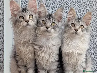Maine Coon cats Stunning Tica registered Maine coon girls - Advert 1