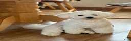 Bichon Frise dogs for sale: ☁️ Little Clouds Looking for Their Forever Home ☁️ - Advert 4