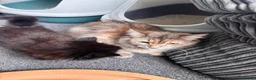 Mixed Breed cats for sale: Kittens long haired half ragdoll  - Advert 29
