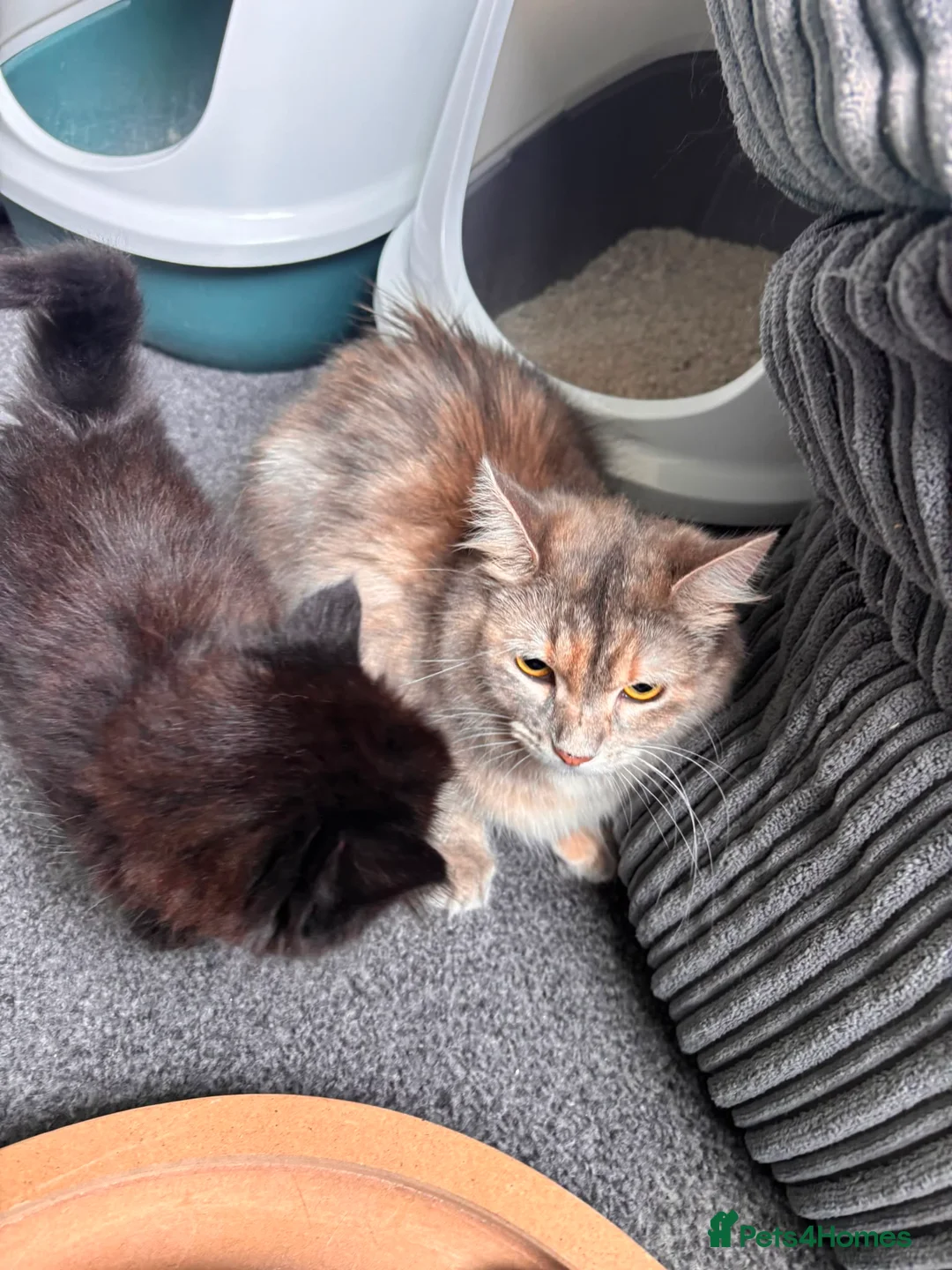 Mixed Breed cats for sale: Kittens long haired half ragdoll  - Advert 29