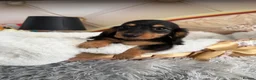 Miniature Dachshund dogs for sale: READY NOW Kc reg boys & girls - Advert 36