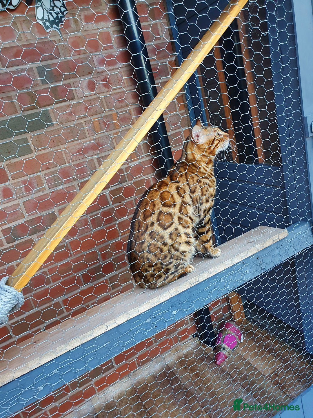 Bengal cats for stud: Stunning Male Bengal Stud 🌟TICA REGISTERED🌟 in Wolverhampton - Image 3