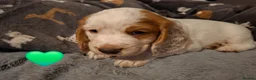 Cocker Spaniel dogs for sale: Working cocker spaniel puppies - Advert 7