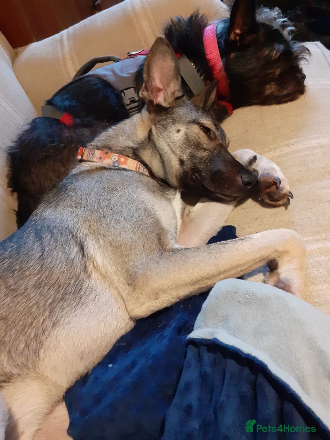 Mixed Breed dogs for sale: Meet Holly! - Advert 5