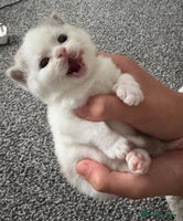 British Shorthair cats - Advert 3