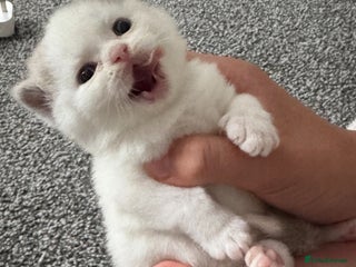 British Shorthair cats - Advert 24