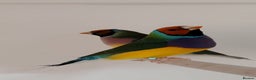 Finches birds for sale: Colourful Gouldian Finches!!! - Advert 2