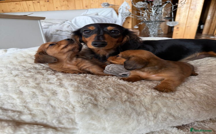 Miniature Dachshund dogs - Advert 3