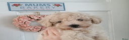 Toy Poodle dogs for stud: *2 STUDS AVAILABLE*FULL PEDIGREE SILVER & PHANTOM in Colwyn Bay - Advert 14