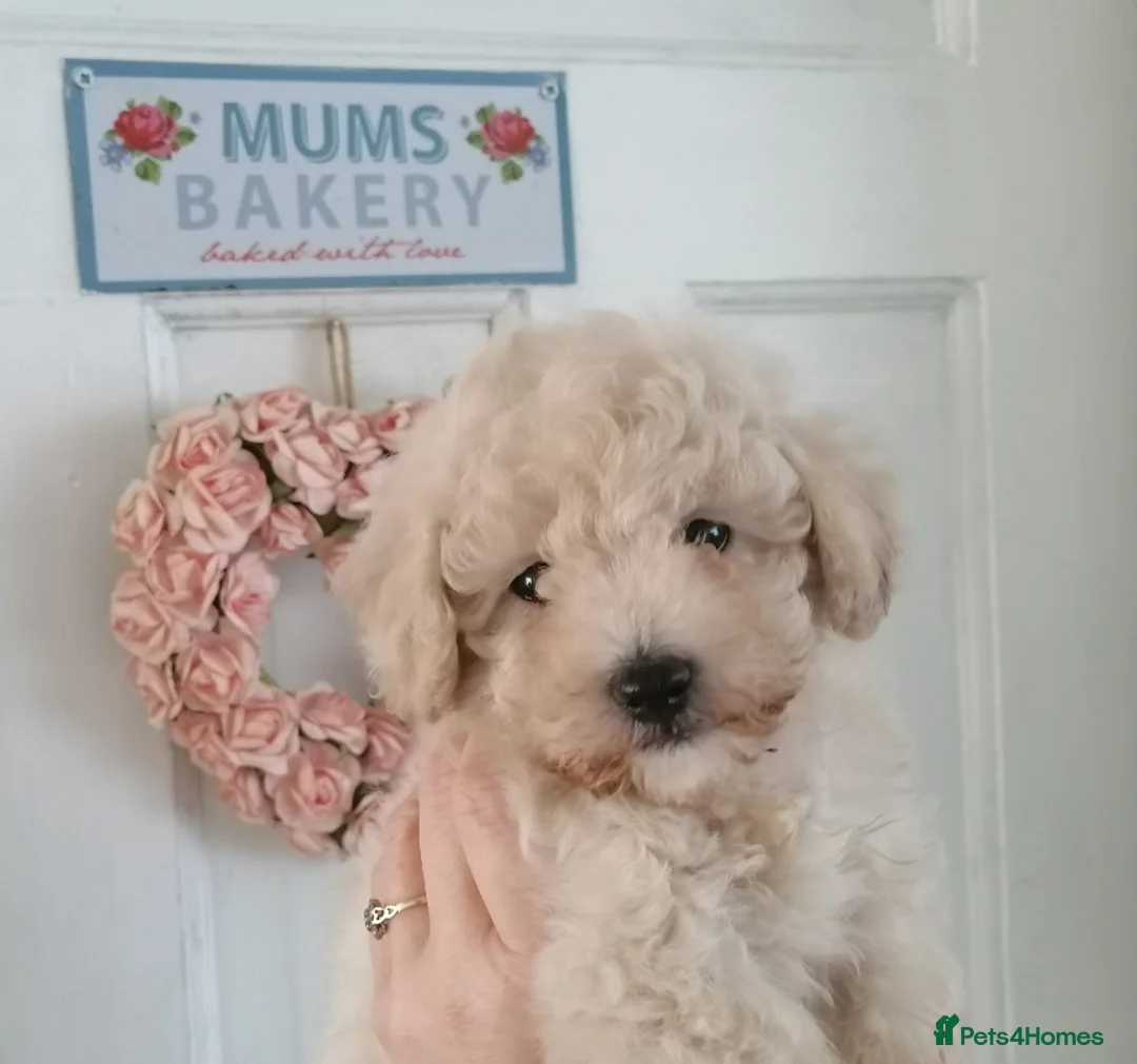 Toy Poodle dogs for stud: *2 STUDS AVAILABLE*FULL PEDIGREE SILVER & PHANTOM - Advert 19
