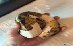 Python Snake reptiles for sale: CHECK DESCRIPTION !!! - Image 11