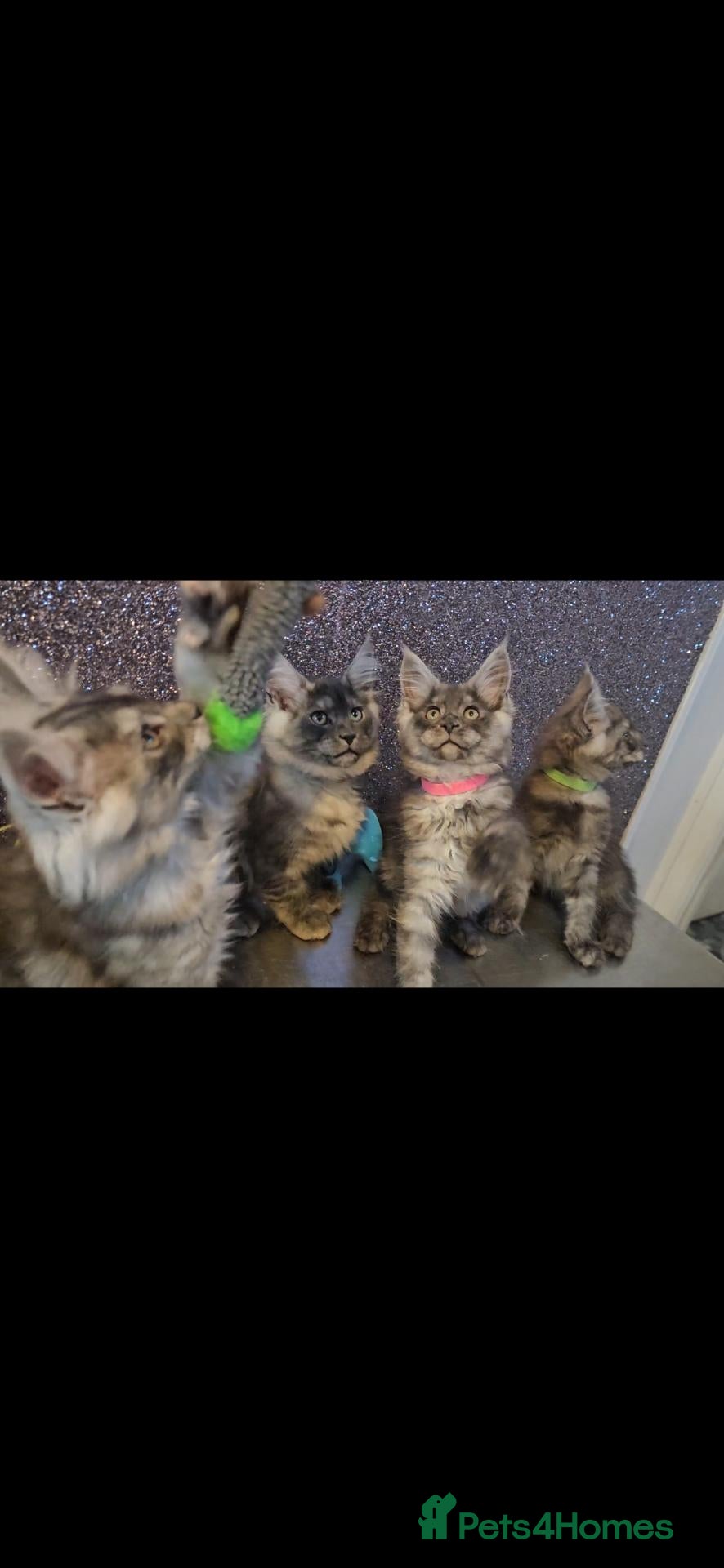 Maine Coon cats TICA Registered Maine Coon Kittens. - Advert 10