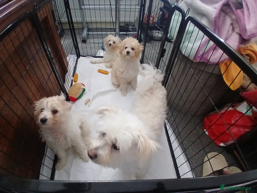 Mixed Breed dogs for sale: Poochon puppies for sale  - Image 4