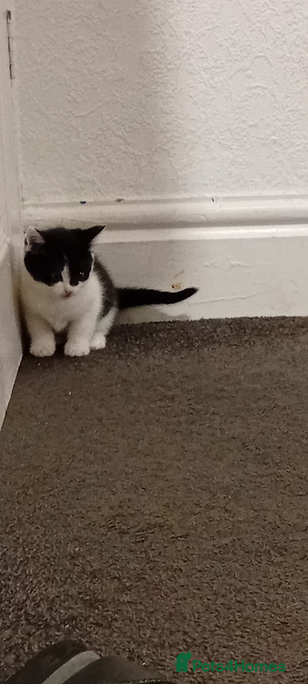 British Shorthair cats for sale: Black and white cat - Advert 9