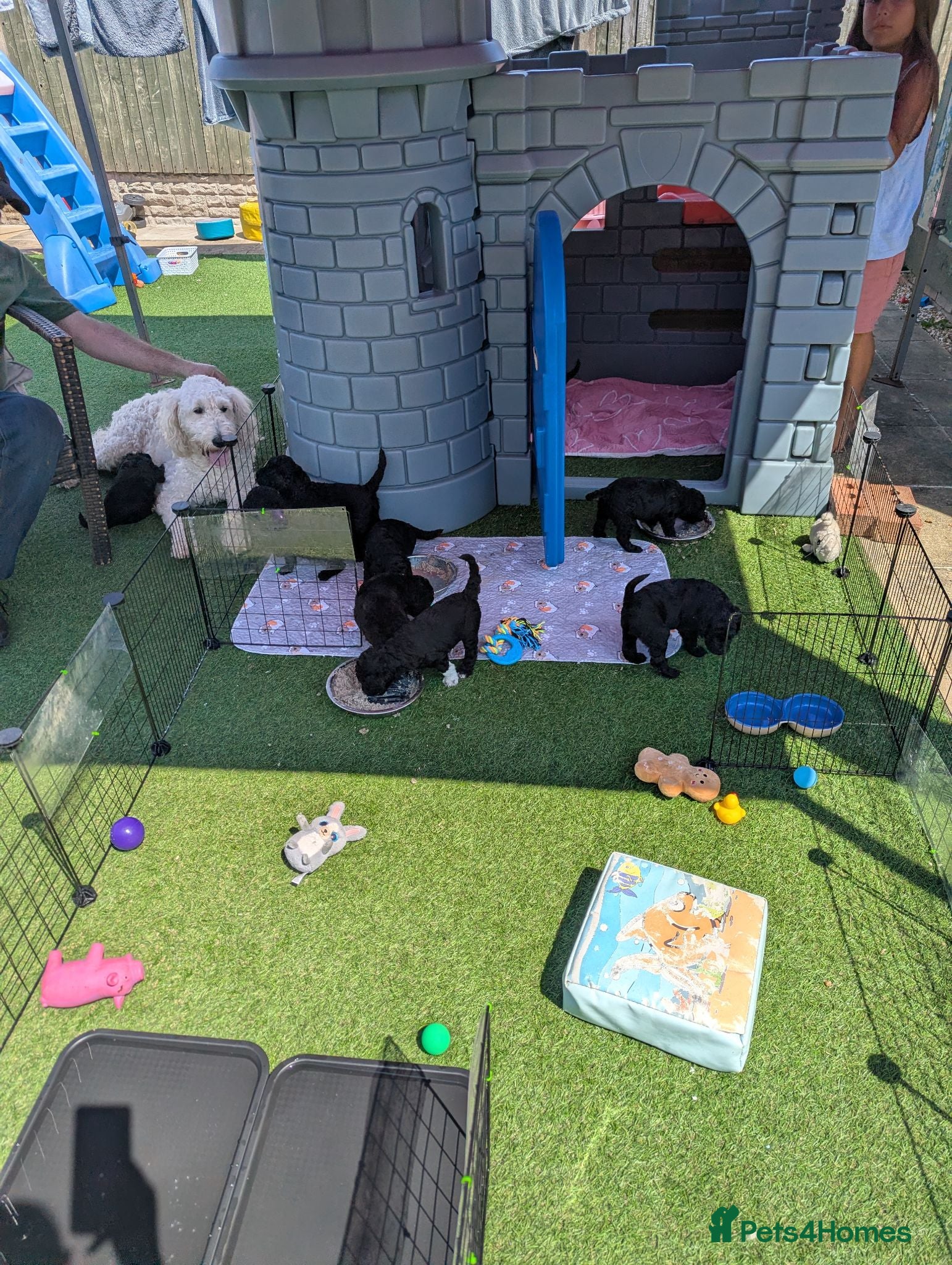 Goldendoodle dogs 😍 F1B Blue Standard Goldendoodle Puppies 😍 - Advert 2