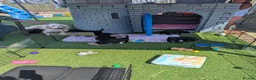 Goldendoodle dogs for sale: F1B Standard Goldendoodle Puppies! 😍🩷 Can save!  - Advert 17