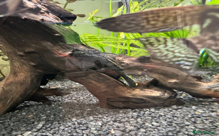 Plecos fish - Advert 1