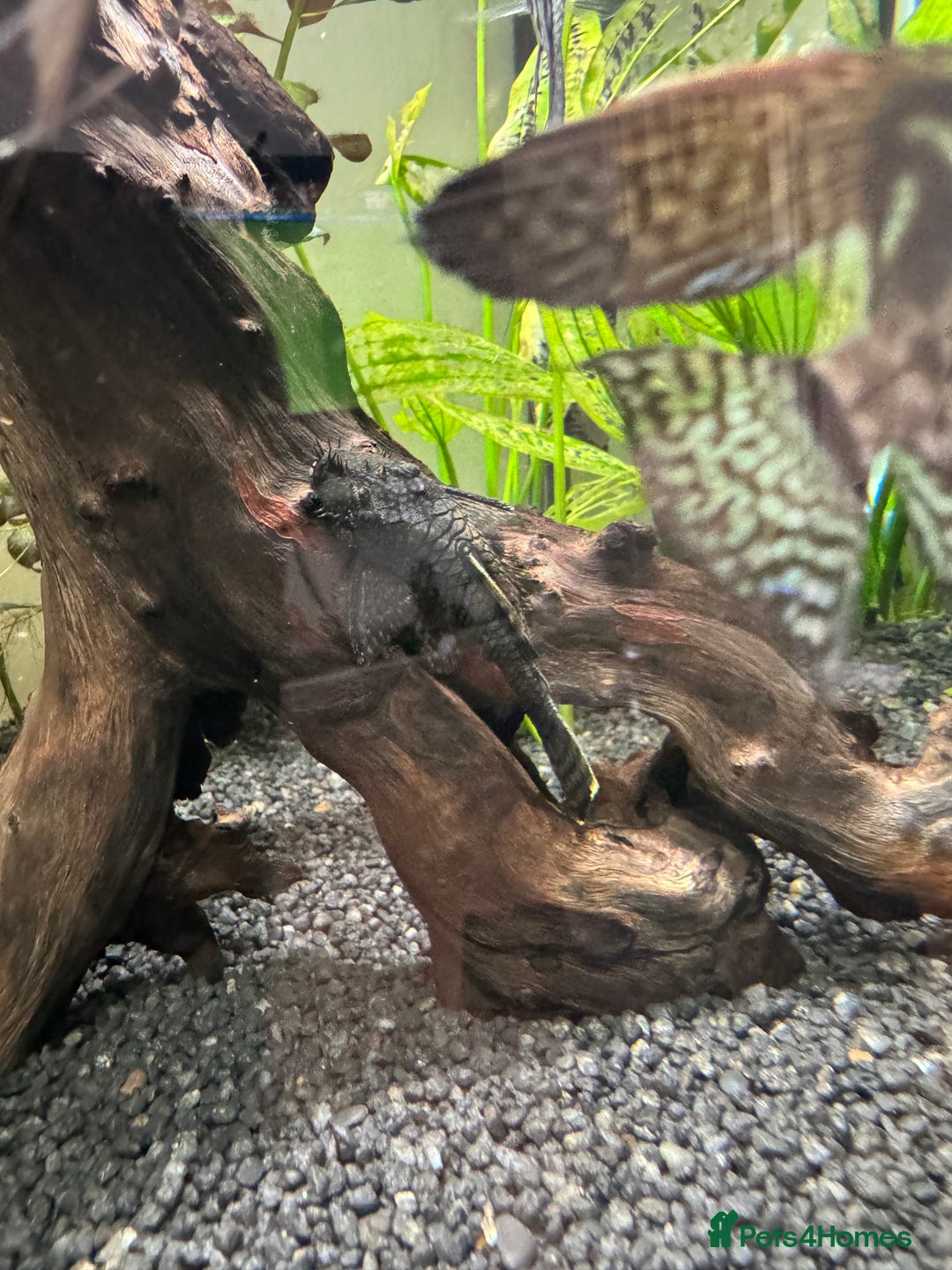 Plecos fish for sale: Baby mollies - Image 1