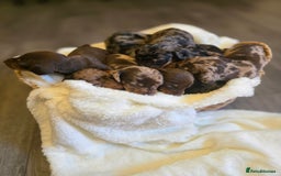 Miniature Dachshund dogs for sale: Miniature dachshunds 🐶 - Image 4