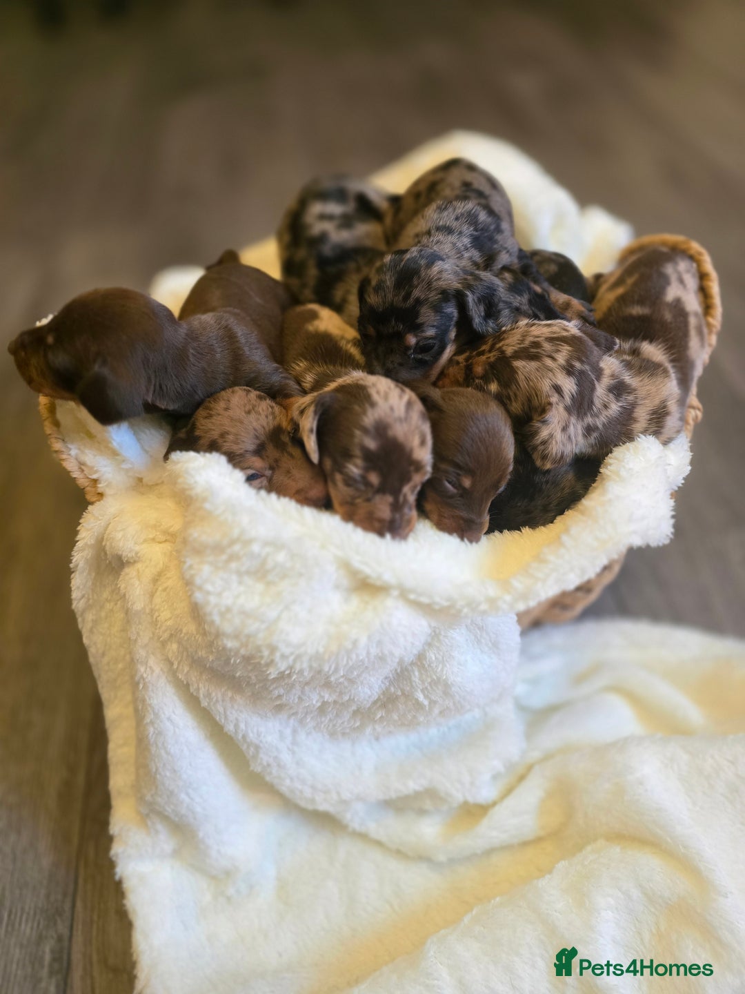 Miniature Dachshund dogs for sale: Miniature dachshunds 🐶 - Image 4