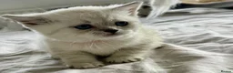 British Shorthair cats for sale: Beautiful Blue-Eyed Kittens  in London - Advert 5
