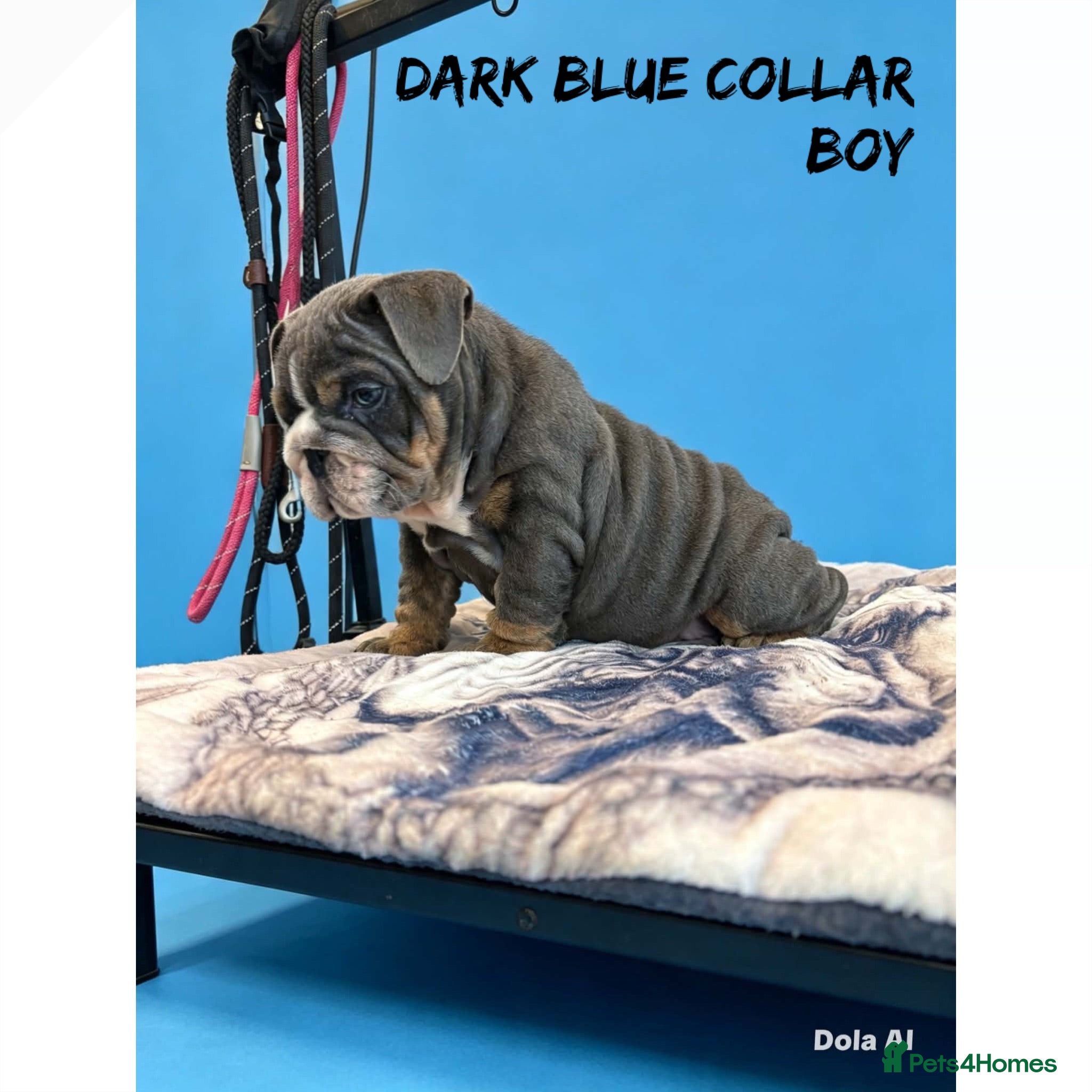 English Bulldog dogs English Bulldog Puppies  - Advert 1