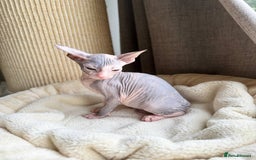 Sphynx cats for sale: Don Sphynx Kittens - Image 26